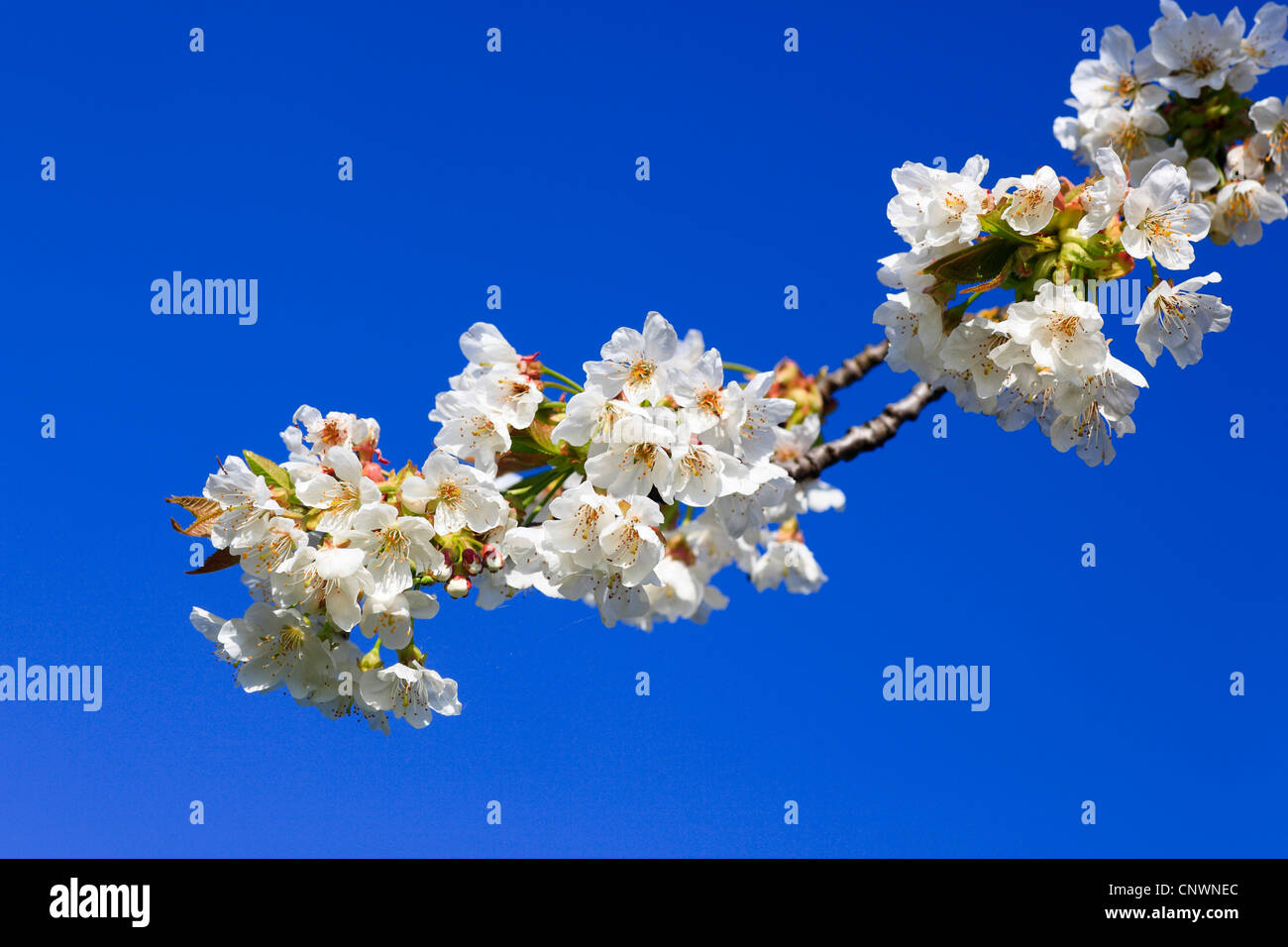 Apfelbaum (Malus Domestica), blühende Zweig vor blauem Himmel, Schweiz Stockfoto