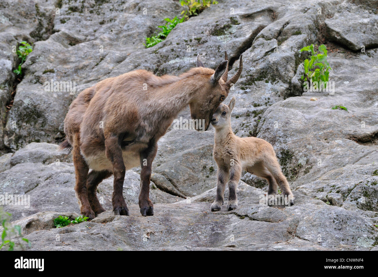 Alpensteinbock (Capra Ibex), Mutter und juvenile zärtlich reiben ihre Köpfe gegeneinander, Alpen Stockfoto