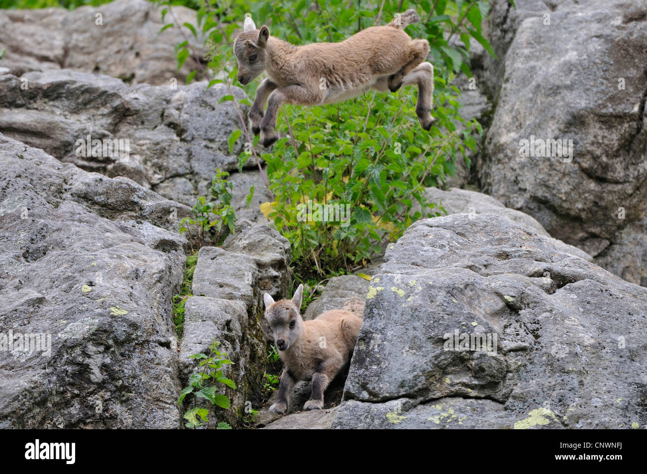 Alpensteinbock (Capra Ibex), zwei Jugendliche klettern ein springen über Felsen, Alpen Stockfoto