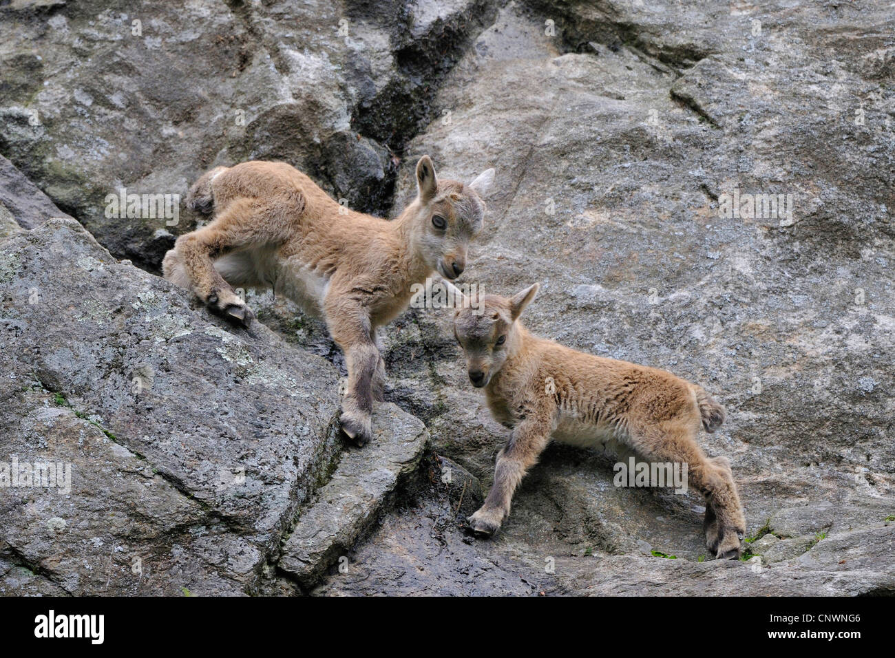 Alpensteinbock (Capra Ibex), zwei Jugendliche klettern in einer Felswand, Alpen Stockfoto