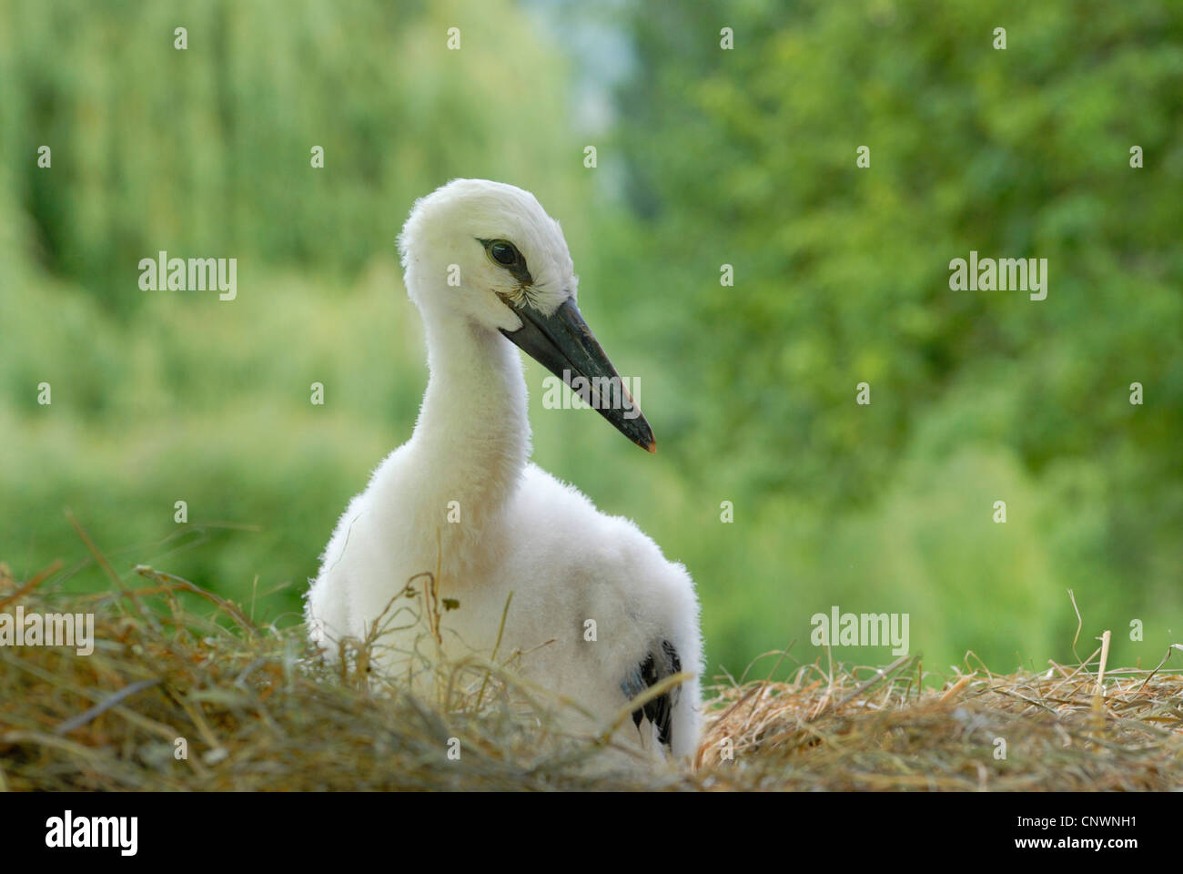 Weißstorch (Ciconia Ciconia), juvenile im Nest, Deutschland Stockfoto