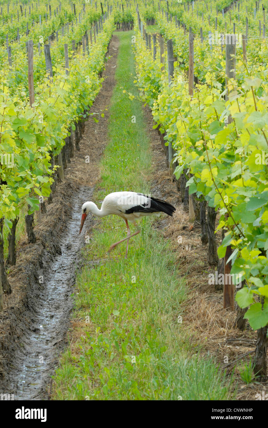 Weißstorch (Ciconia Ciconia), auf der Suche nach Nahrung in einer Bewässerung Graben eines Weinguts, Deutschland Stockfoto