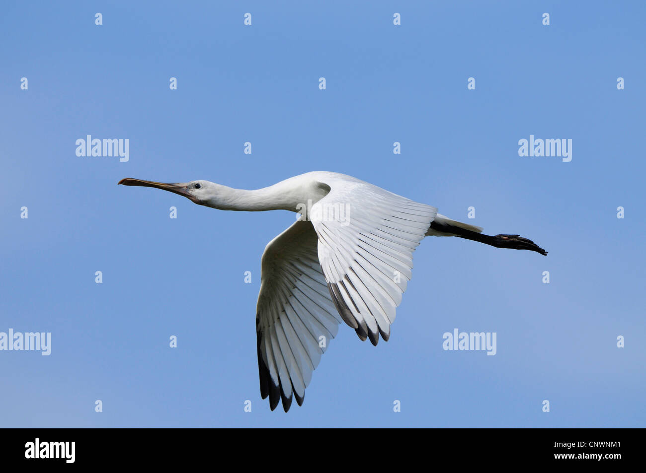 weiße Löffler (Platalea Leucorodia), fliegen, Niederlande, Texel Stockfoto