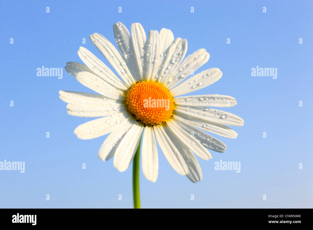 Oxeye Daisy (Chrysanthemum Leucanthemum, Leucanthemum Vulgare), Makroaufnahme blühen gegen blauen Himmel, Schweiz Stockfoto