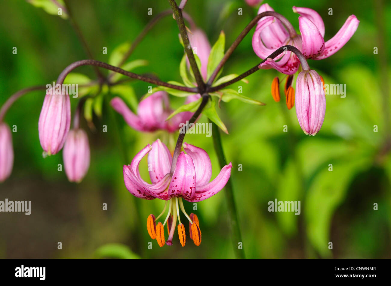 Martagon-Lilie, lila Turk Kappe Lilie (Lilium Martagon), blühen, Deutschland Stockfoto