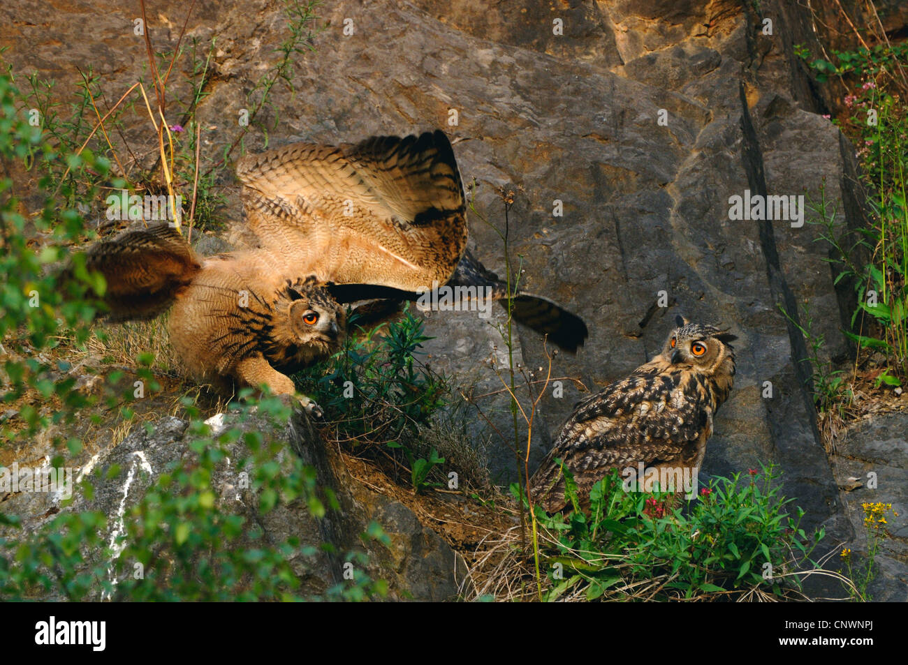 nördlichen Uhu (Bubo Bubo), zwei junge Vögel sitzen auf einem Felsen Sporn, eine Beobachtung der anderen schüttelt sein Gefieder, Deutschland, Nordrhein-Westfalen, Sauerland Stockfoto