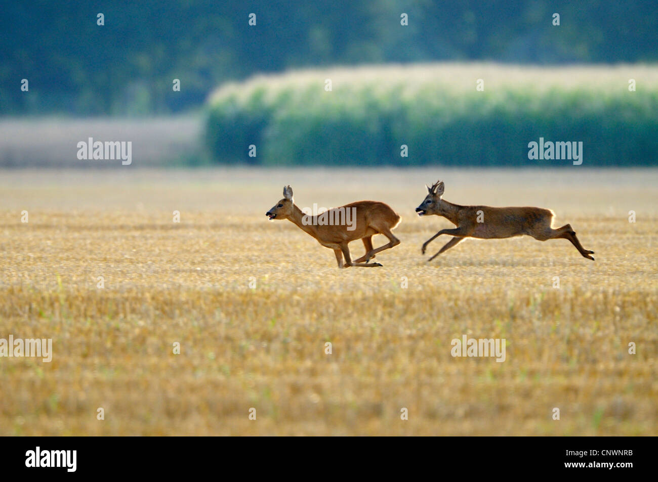 Reh (Capreolus Capreolus), männliche bereit zur Paarung jagen Weibchen über ein Stoppelfeld, Deutschland, Nordrhein-Westfalen, Münsterland Stockfoto