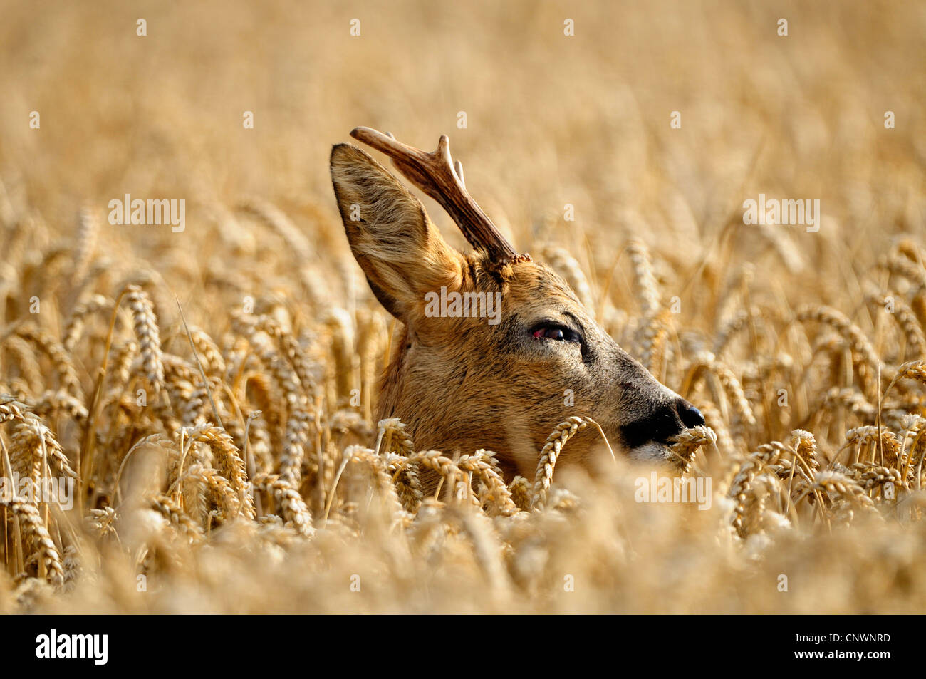 Reh (Capreolus Capreolus), einem männlichen Kopf stehend aus einem Getreidefeld, Deutschland, Nordrhein-Westfalen, Münsterland Stockfoto