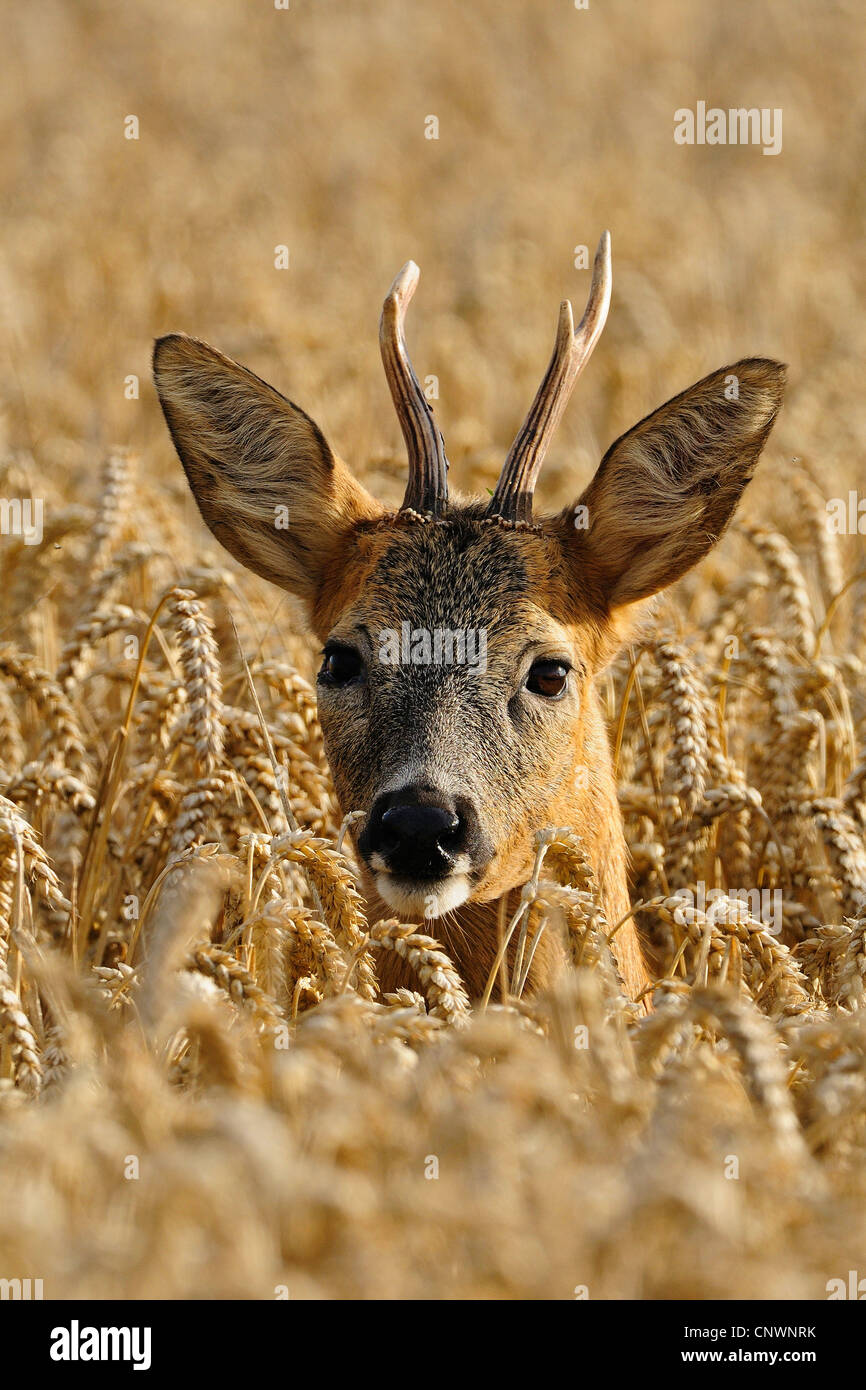 Reh (Capreolus Capreolus), einem männlichen Kopf stehend aus einem Getreidefeld, Deutschland, Nordrhein-Westfalen, Münsterland Stockfoto