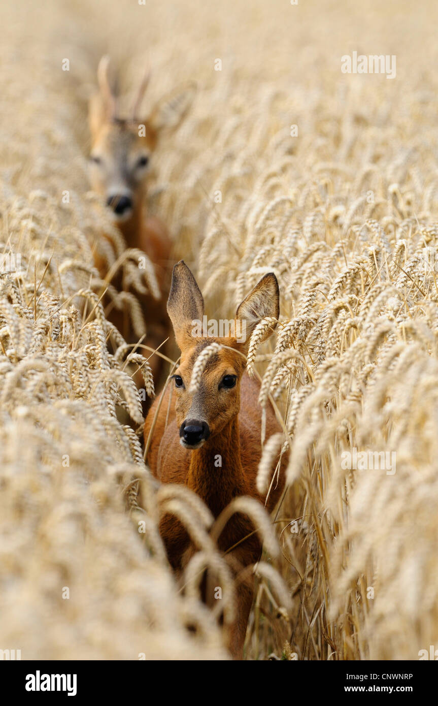 Reh (Capreolus Capreolus), männliche bereit zur Paarung jagen Weibchen durch einen Gang in ein Getreidefeld, Deutschland, Nordrhein-Westfalen, Münsterland Stockfoto
