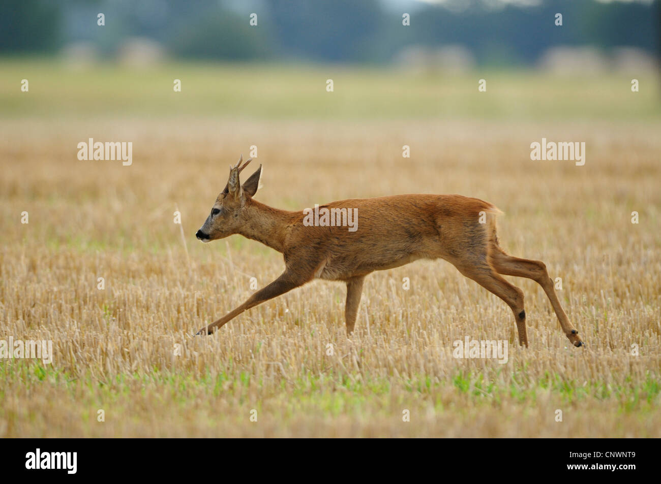 Reh (Capreolus Capreolus), Männlich, zu Fuß über Stoppelfeld, Deutschland, Nordrhein-Westfalen, Münsterland Stockfoto