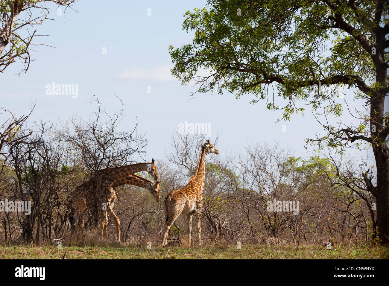 Zwei Giraffen riechen eine andere Giraffen-Unterseite, die scheint in Wärme im Kruger National Park, Südafrika Stockfoto