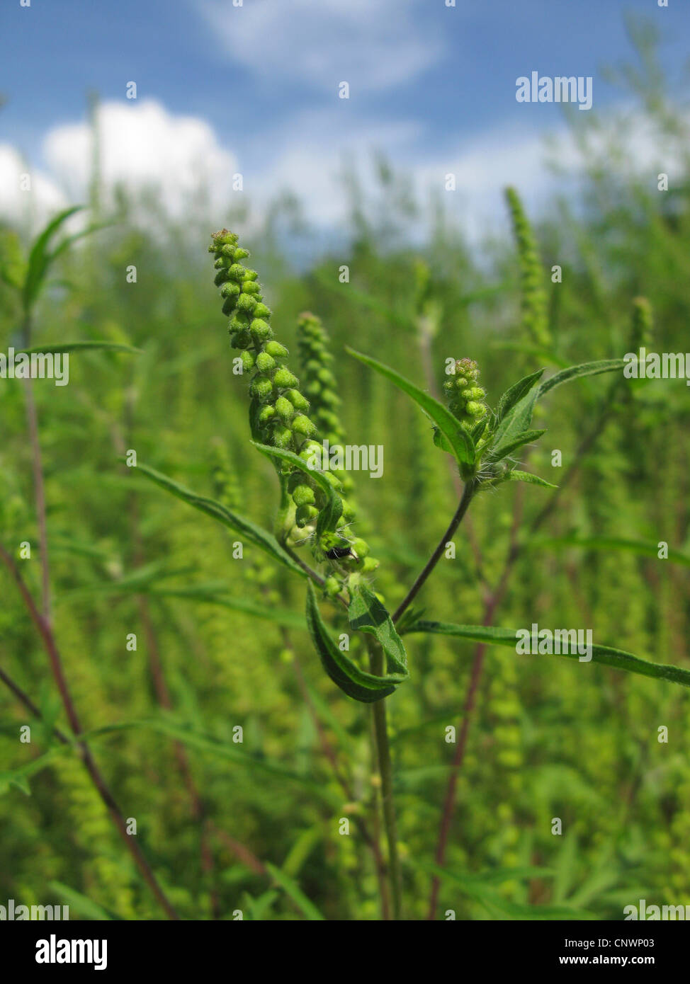 Jährliche Traubenkraut, Ambrosia, Bitter-Weed, Hog-Weed, römischer Wermut (Ambrosia Artemisiifolia), Blütenstand Stockfoto
