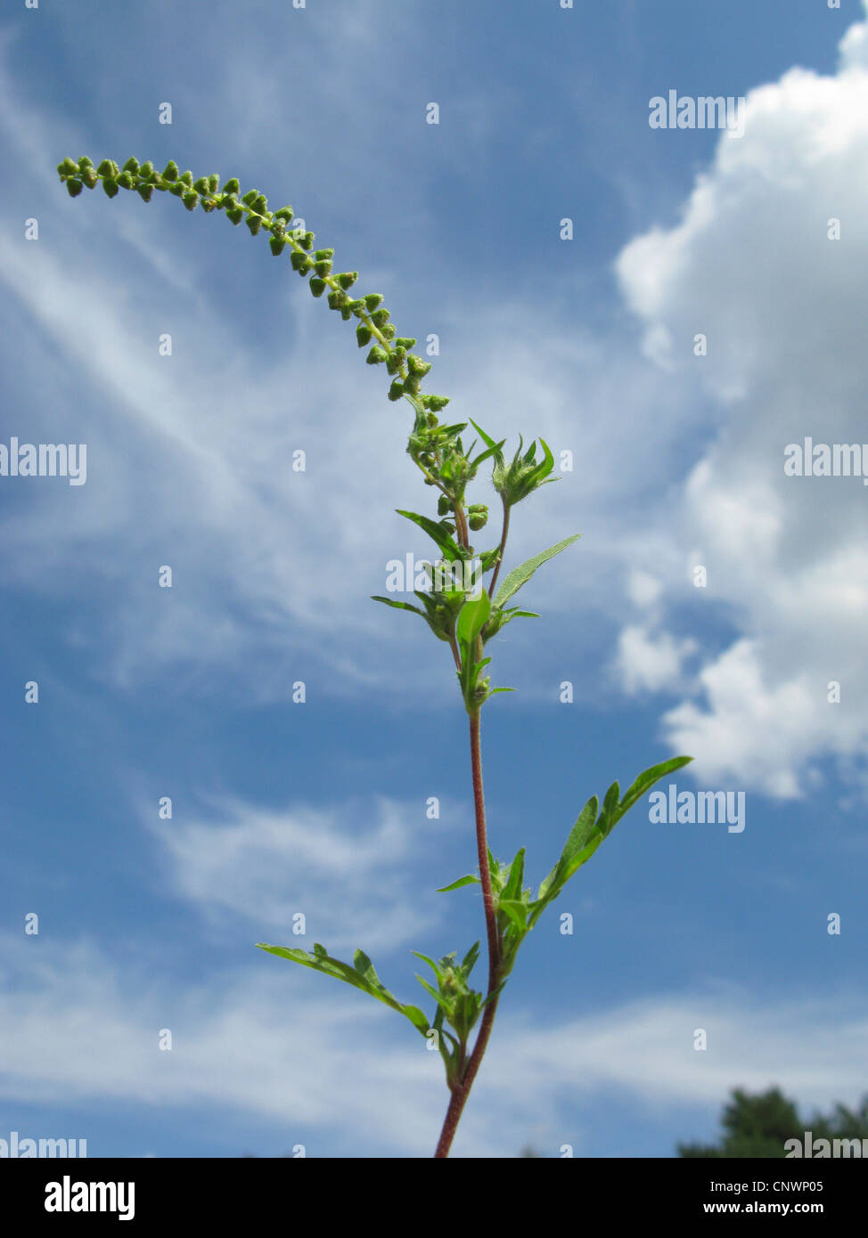 Jährliche Traubenkraut, Ambrosia, Bitter-Weed, Hog-Weed, römischer Wermut (Ambrosia Artemisiifolia), Blütenstand, Deutschland Stockfoto