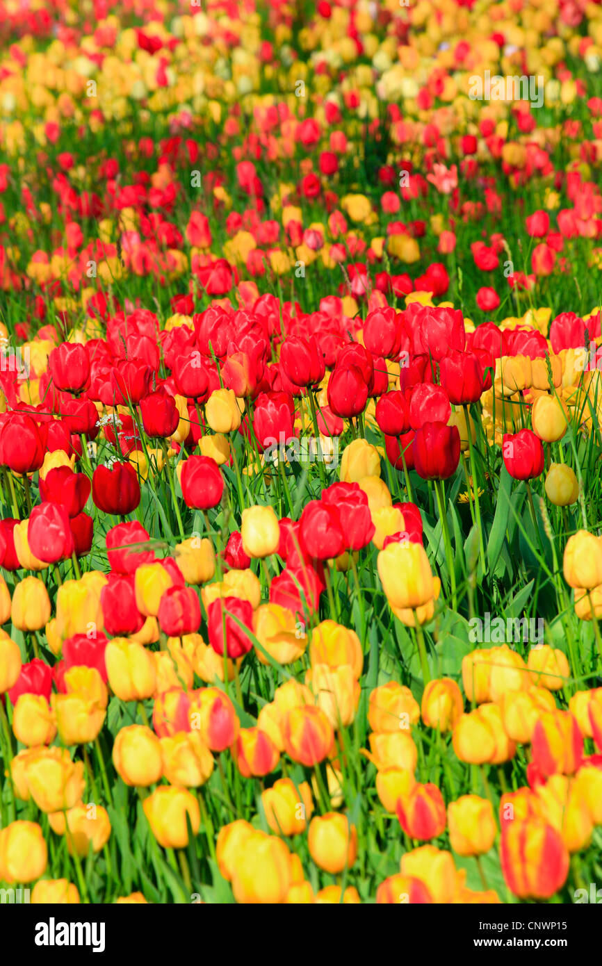 gemeinsamer GartenTulpe (Tulipa Gesneriana), Tulpe Bett, Deutschland