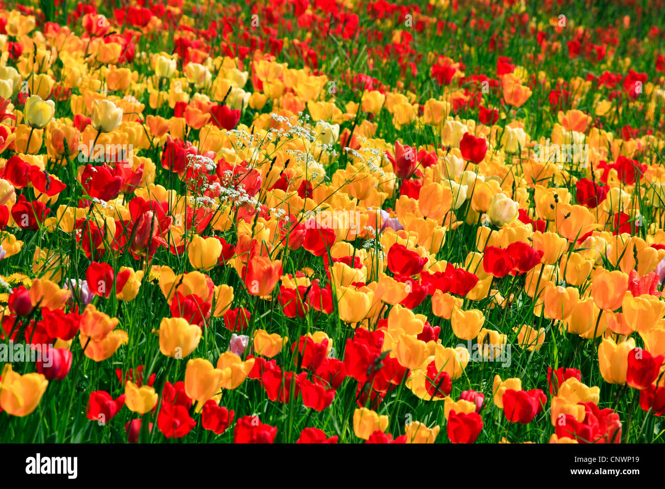 gemeinsamer Garten-Tulpe (Tulipa Gesneriana), Tulpe Bett, Insel Mainau, Constance, Baden-Württemberg, Deutschland Stockfoto