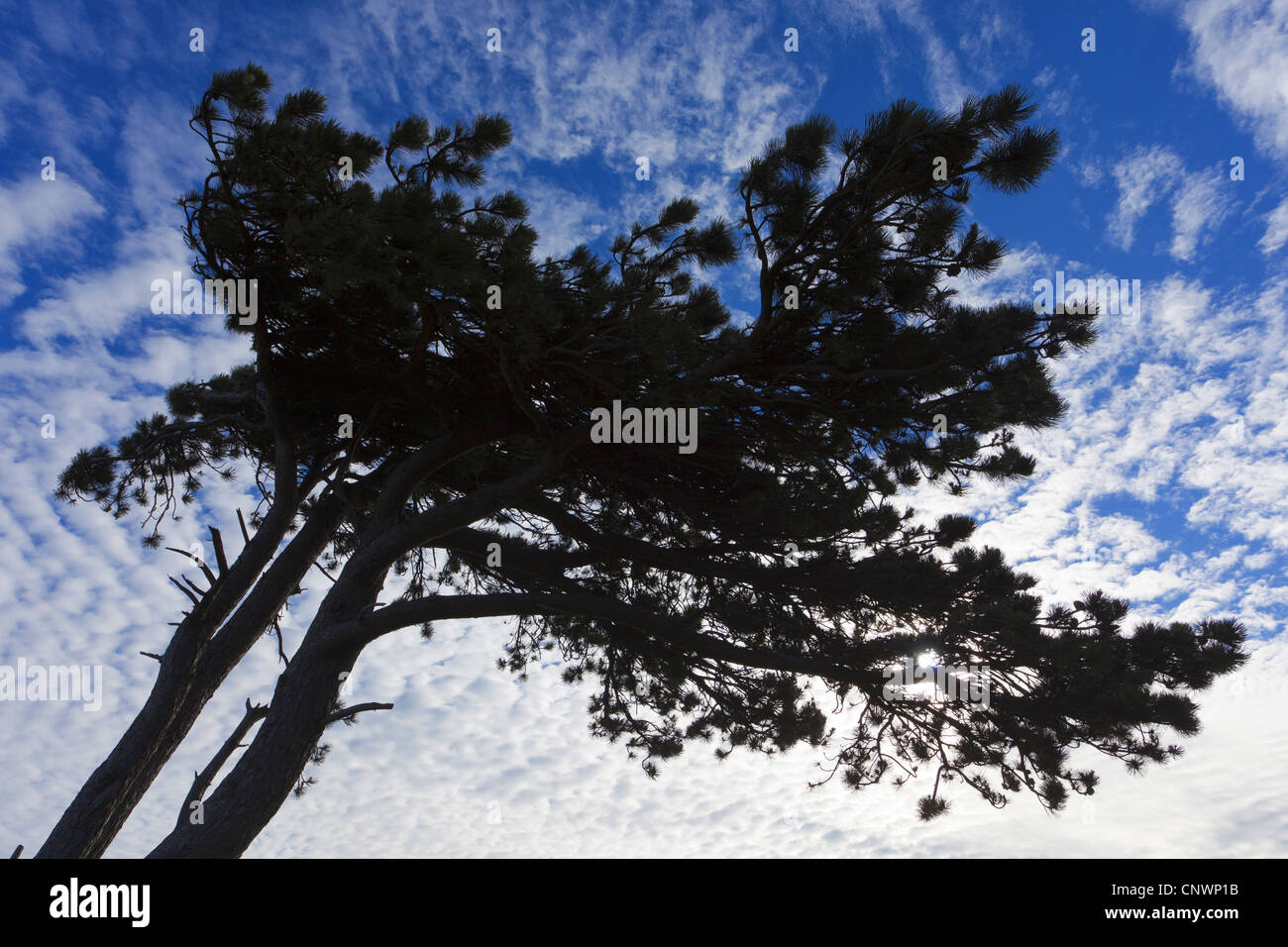 Kiefer (Pinus spec.), Baumkrone vor leicht bewölktem Himmel, Ostsee, Hiddensee, Mecklenburg-Vorpommern, Deutschland Stockfoto