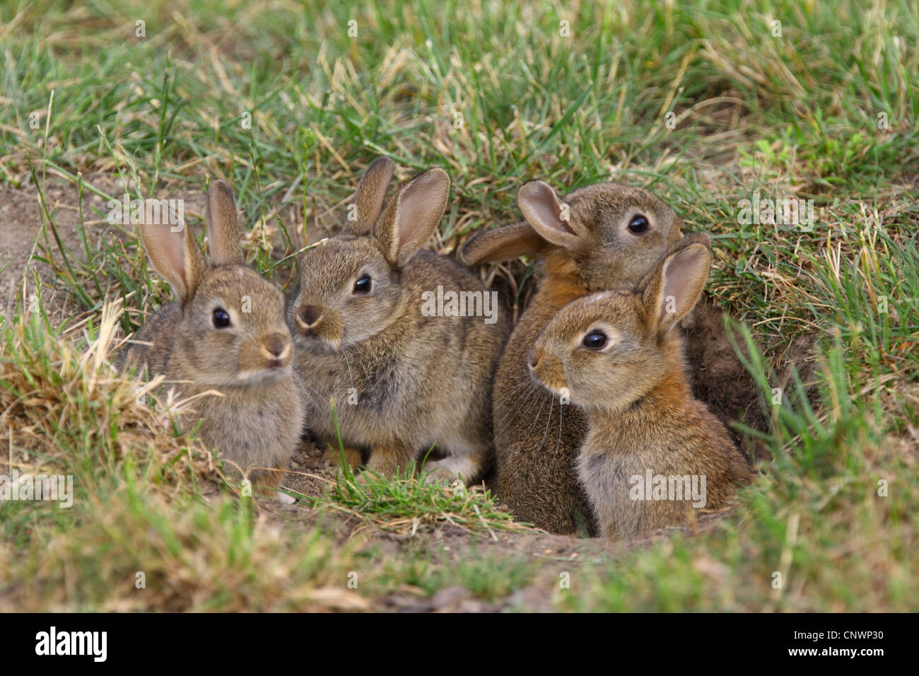 Europäischen Kaninchen (Oryctolagus Cuniculus), junge Kaninchen an Den, Österreich, Burgenland Stockfoto