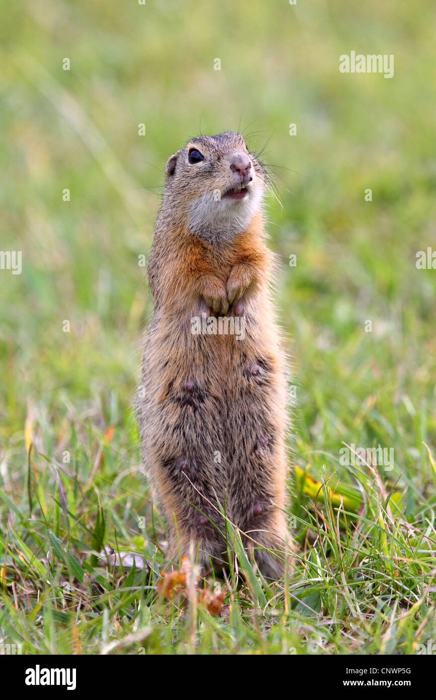 Europäische Ziesel, Europäische Ziesel, Europäische Zieselmaus (Citellus Citellus, Spermophilus Citellus), stehen auf einer Wiese, errichtet, Österreich, Burgenland Stockfoto