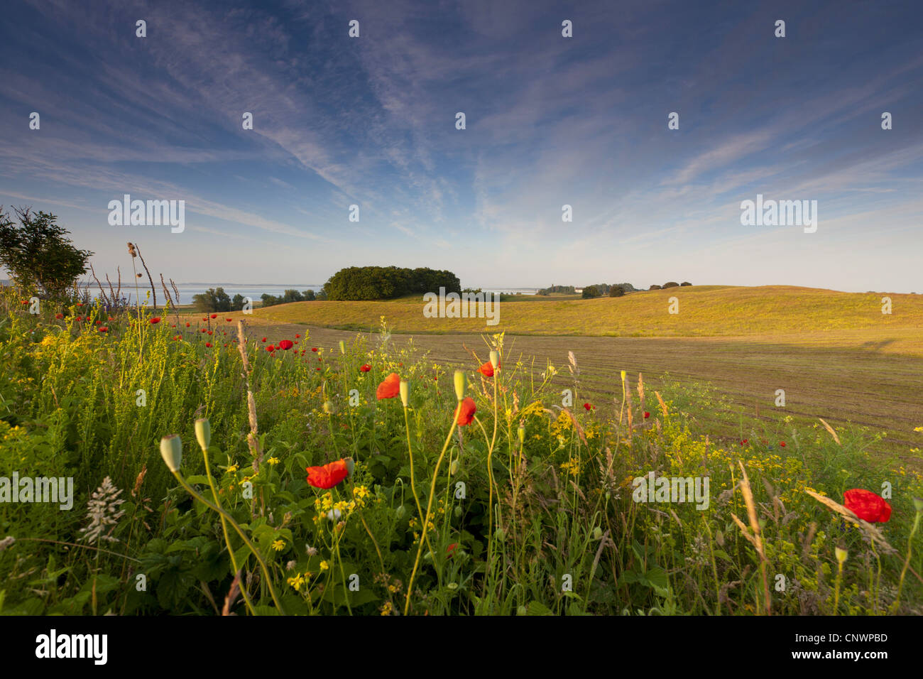 gemeinsamen Mohn, Klatschmohn, roter Mohn (Papaver Rhoeas), vor Wiese, Grieben, Hiddensee, Mecklenburg-Vorpommern, Deutschland Stockfoto