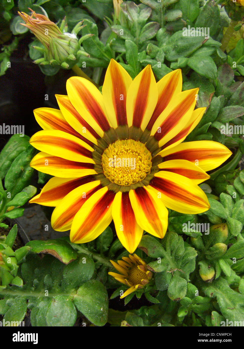 Schatz-Blume (Gazanien Rigens, Gazanien Splendens), Blütenstand Stockfoto