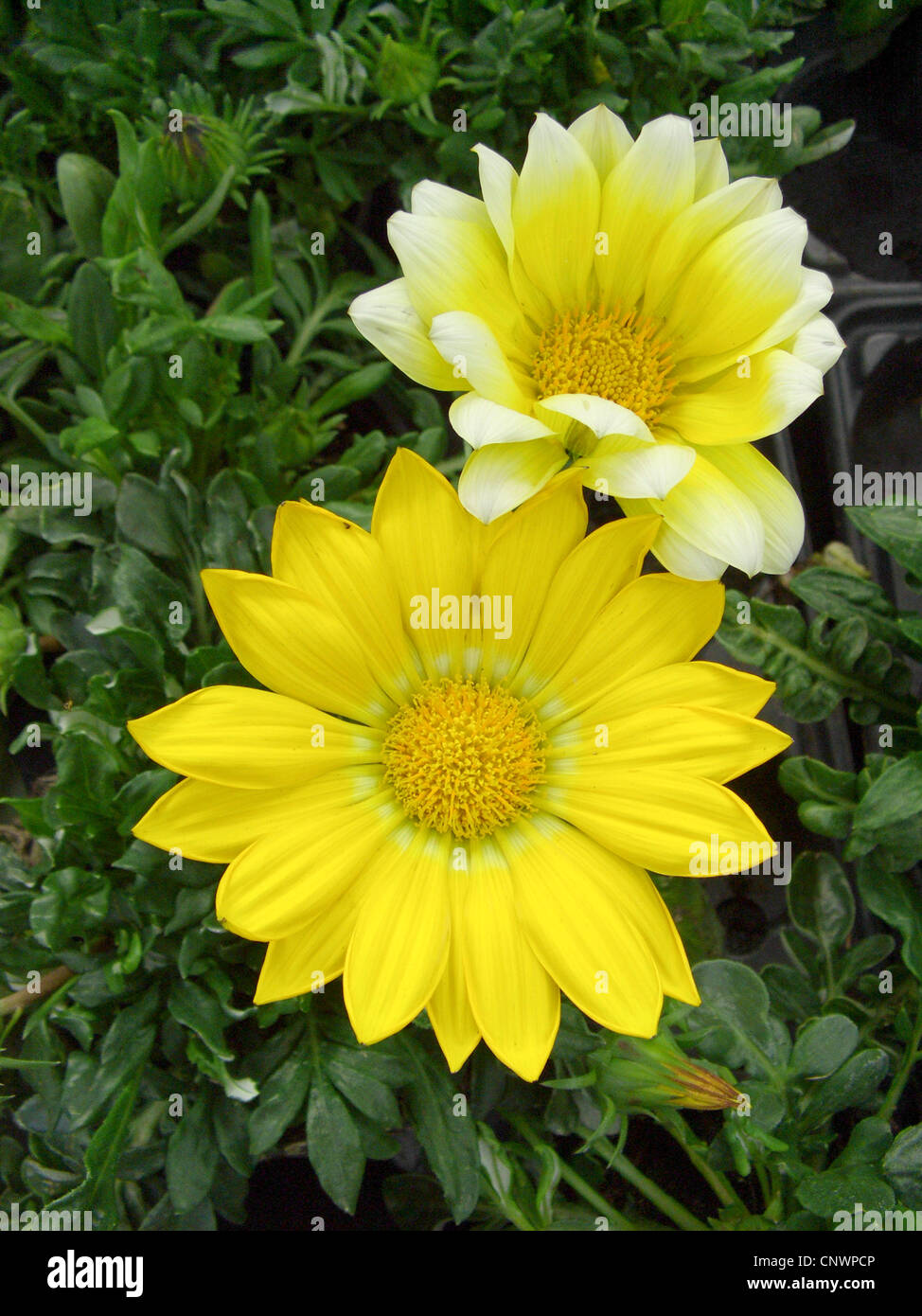 Schatz-Blume (Gazanien Rigens, Gazanien Splendens), Blütenstand Stockfoto