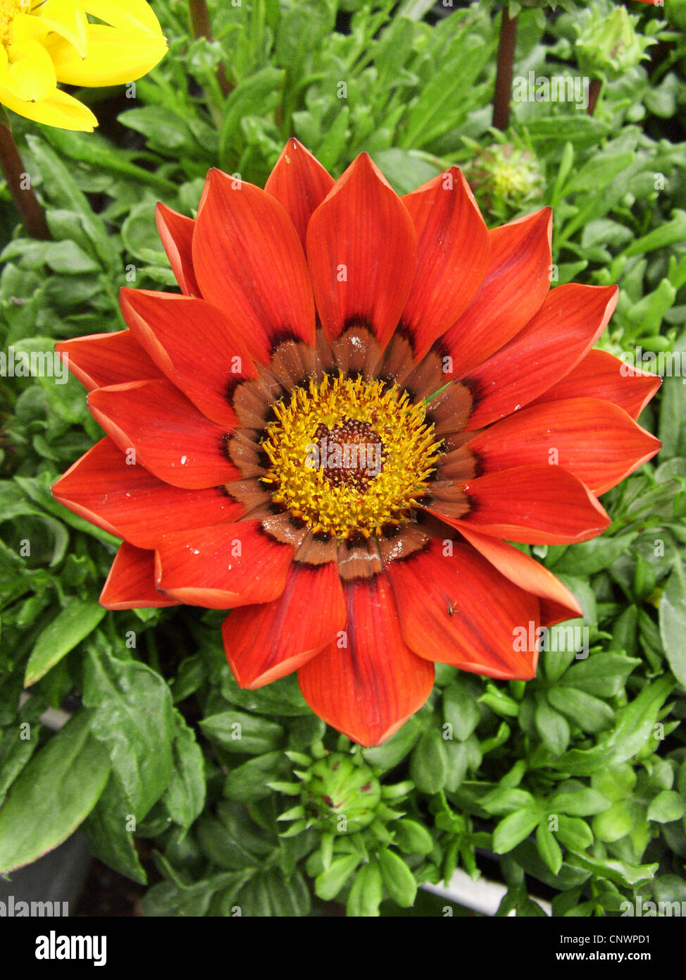 Schatz-Blume (Gazanien Rigens, Gazanien Splendens), Blütenstand Stockfoto