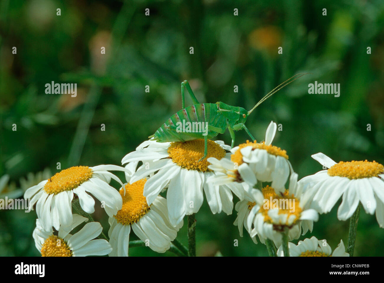 gesprenkelte Bushcricket (Leptophyes Punctatissima), sitzen auf einer Daisy-Blüte Stockfoto