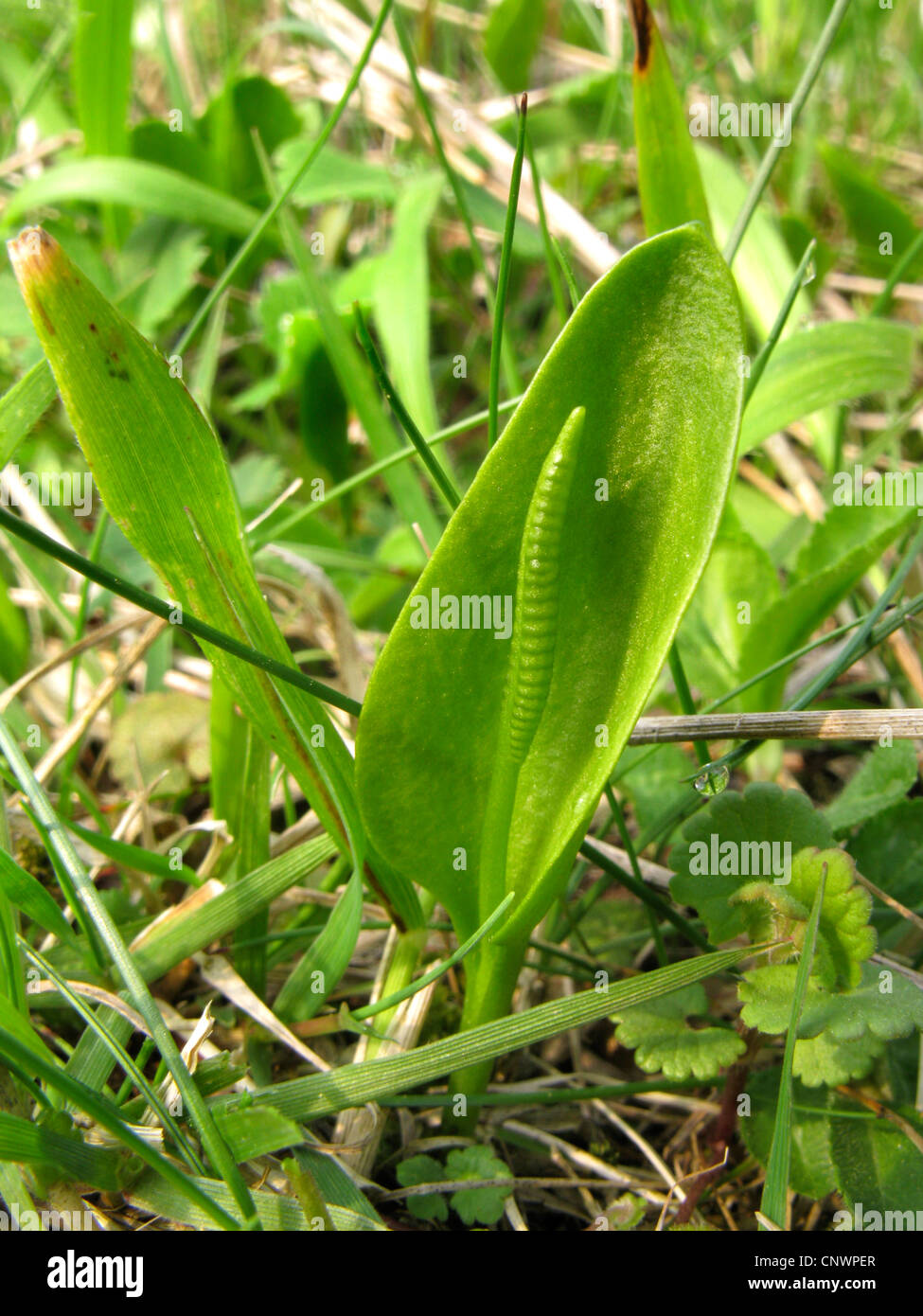 Kreuzotter-Zunge Farn, englische Addierer Zunge (Ophioglossum Vulgatum), auf einer Wiese, Deutschland, Nordrhein-Westfalen Stockfoto