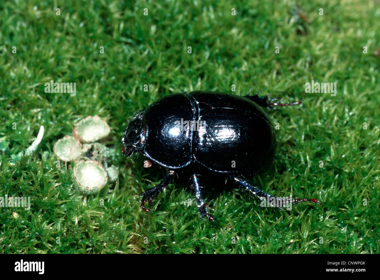gemeinsamen Dor Käfer (Geotrupes Stercorarius), sitzen auf Moos Stockfoto