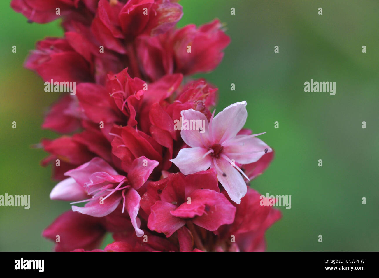 Wasserknöterich (Persicaria Affinis, Polygonum affine, Bistorta Affinis), blühen Stockfoto