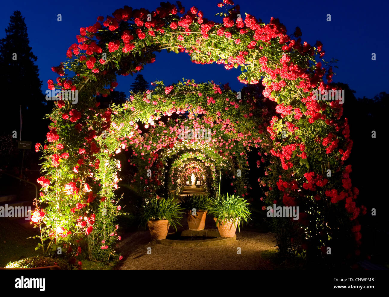Rose Rosa Spec Trial Rosengarten Beutig Die Rose Ellbogen In Der Nacht Deutschland Baden Wurttemberg Baden Baden Stockfotografie Alamy
