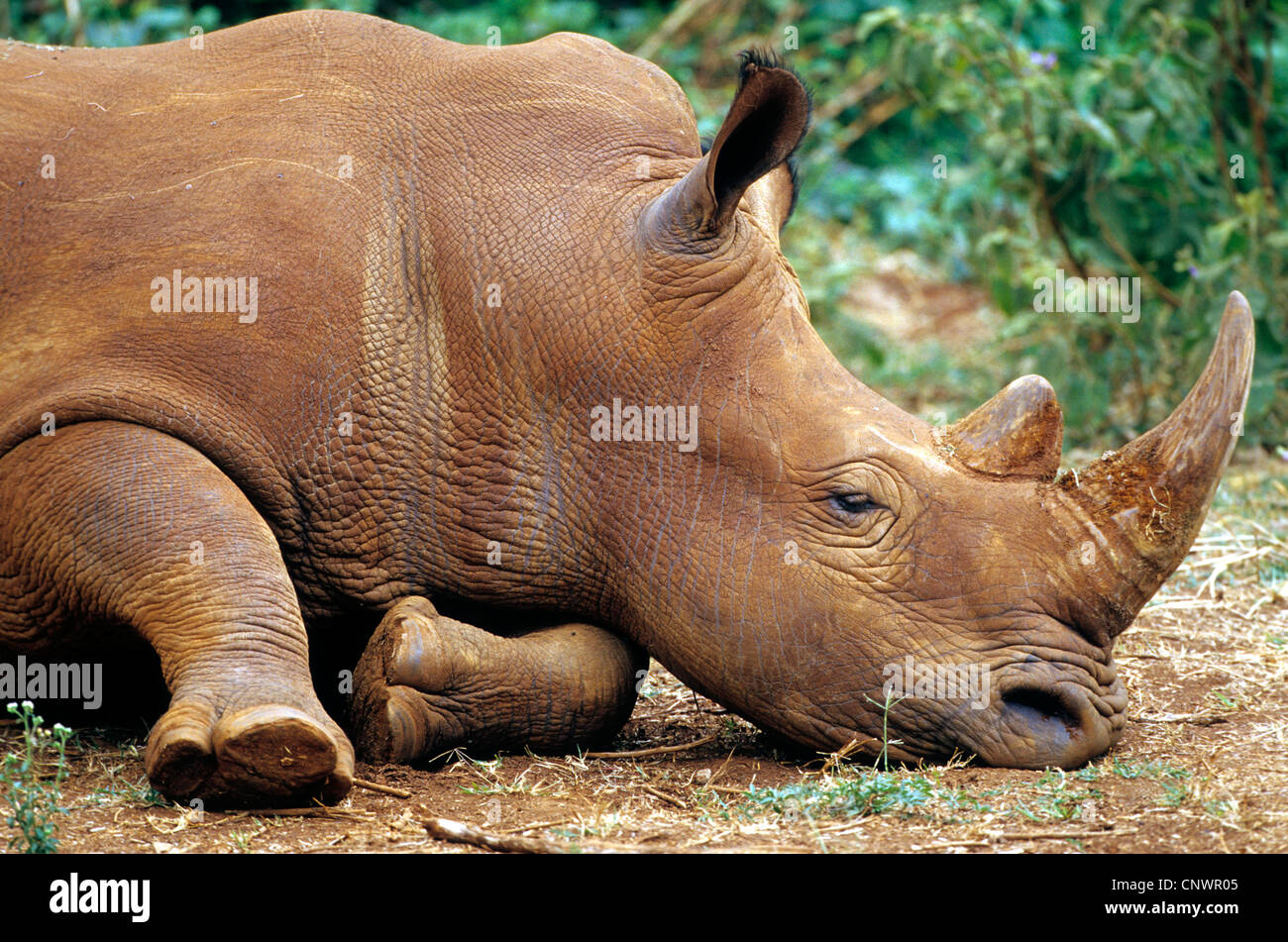 Breitmaulnashorn, Quadrat-lippige Rhinoceros grass Rhinoceros (Ceratotherium Simum), liegend auf dem Boden, Kenia schläfrig Stockfoto