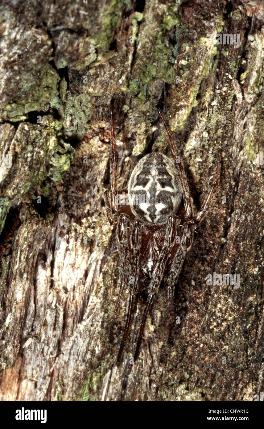 Furche Orbweaver (Larinioides Cornutus, Araneus Cornutus Araneus Foliatus), sittin gut getarnt auf einem Baumstamm, Deutschland Stockfoto