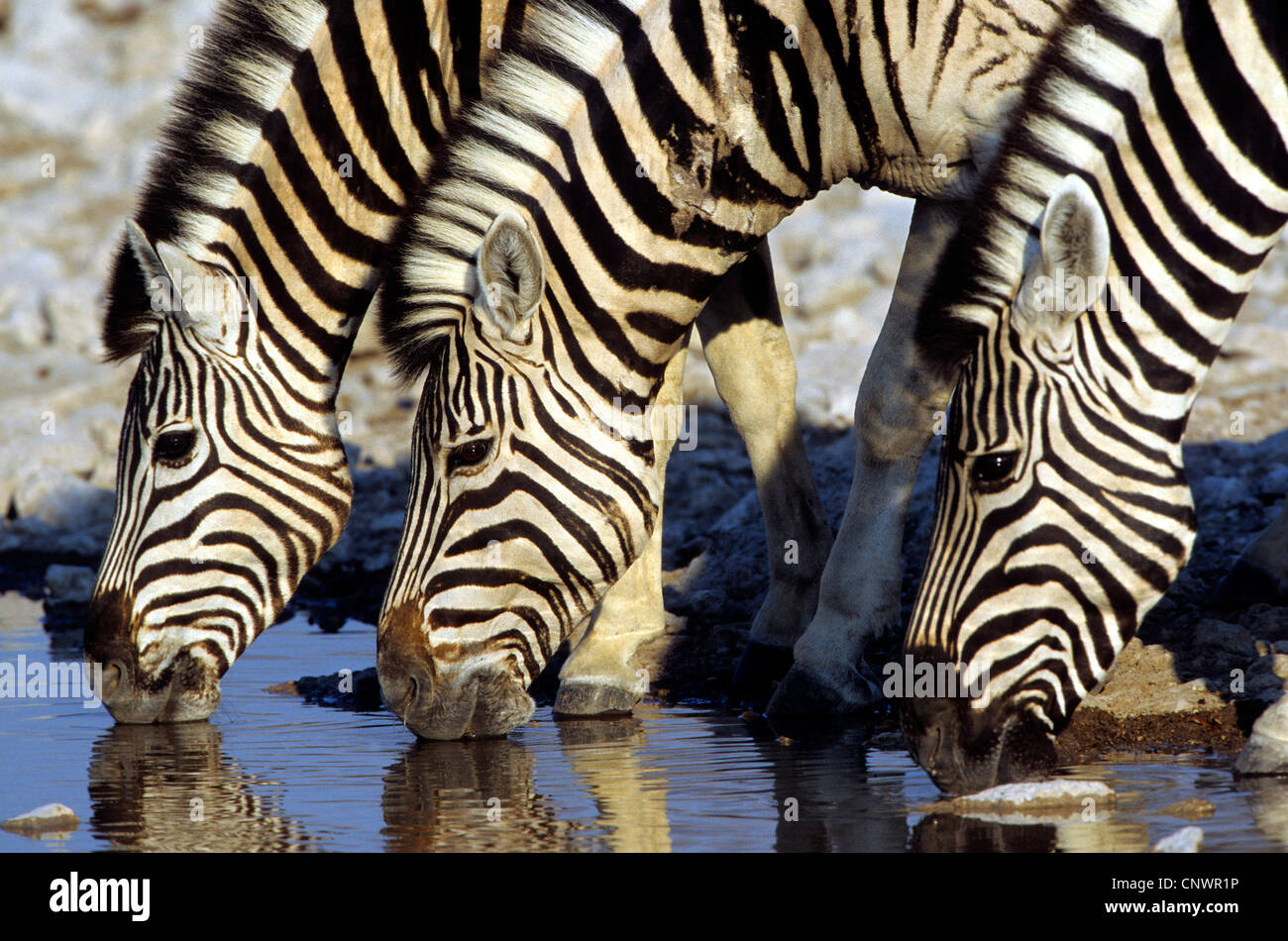 Gemeinsamen Zebra (Equus Quagga), trinken aus einem Waterwhole, Namibia, Etosha Nationalpark Stockfoto