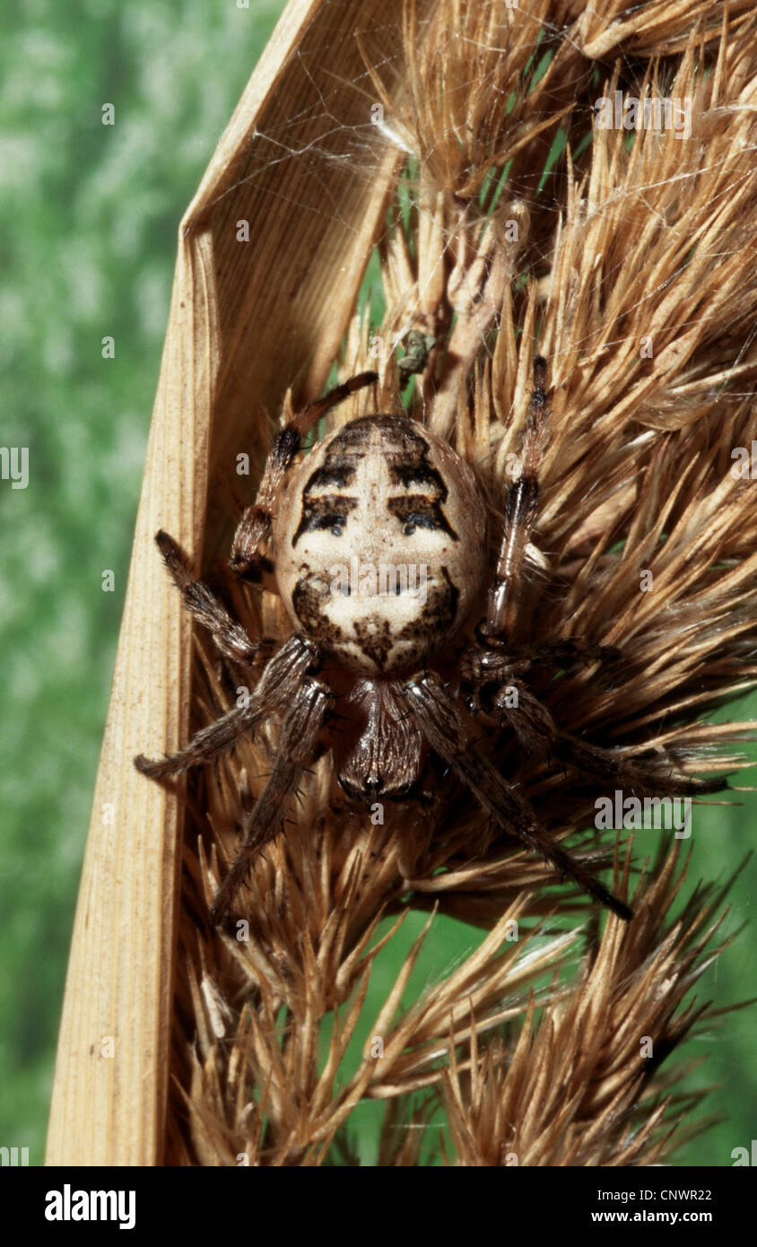 Furche Orbweaver (Larinioides Cornutus, Araneus Cornutus Araneus Foliatus), sitzt auf einem Rasen Ohr, Deutschland Stockfoto