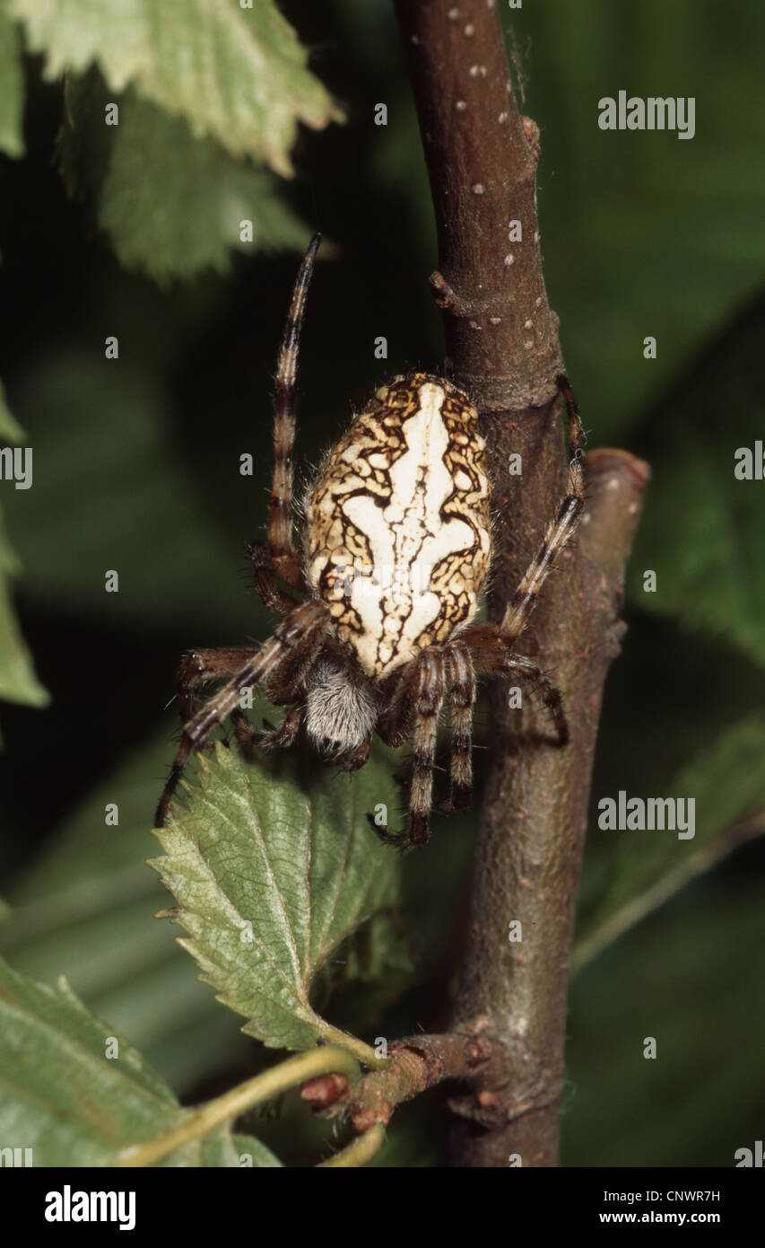 Oakleaf Orbweaver (Araneus Ceropegius, Aculepeira Ceropegia), kriecht auf einem Zweig, Deutschland Stockfoto