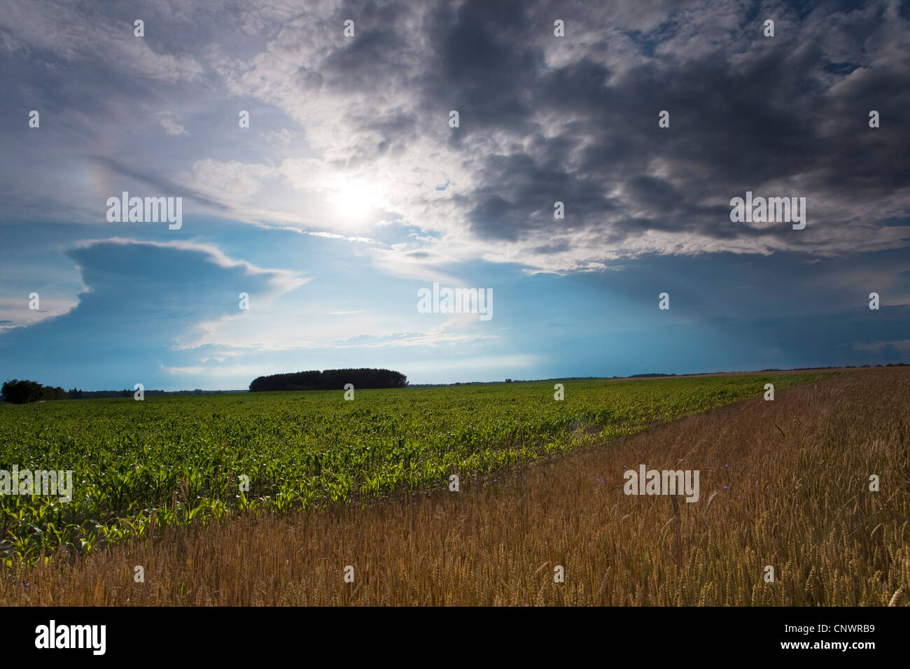 Getreidefeld unter Gewitterwolke, Deutschland, Brandenburg, Vogtlaendische Schweiz Stockfoto