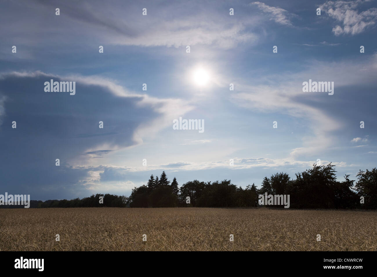 Mais-Feld an einem sonnigen Tag, Deutschland, Brandenburg, Vogtlaendische Schweiz Stockfoto