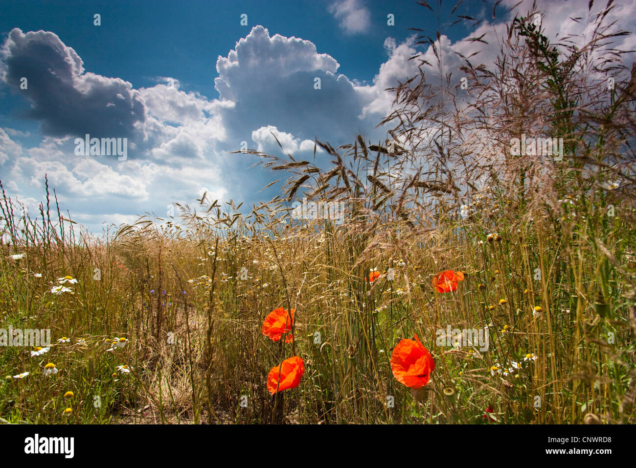 Feldgrenze mit Unkraut unter steigenden Gewitterwolken, Deutschland, Brandenburg, Vogtlaendische Schweiz Stockfoto