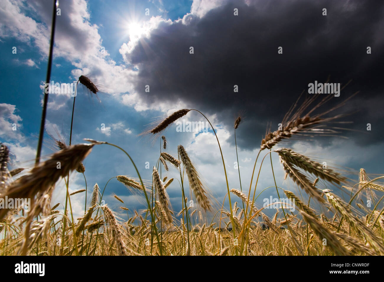 Gerste (Hordeum Vulgare), Mais-Feld unter steigenden Gewitterwolken, Deutschland, Brandenburg, Vogtlaendische Schweiz Stockfoto
