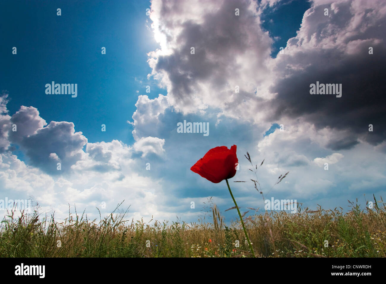 gemeinsamen Mohn, Klatschmohn, roter Mohn (Papaver Rhoeas), Feldgrenze mit Unkraut unter steigenden Gewitterwolken, Deutschland, Brandenburg, Vogtlaendische Schweiz Stockfoto
