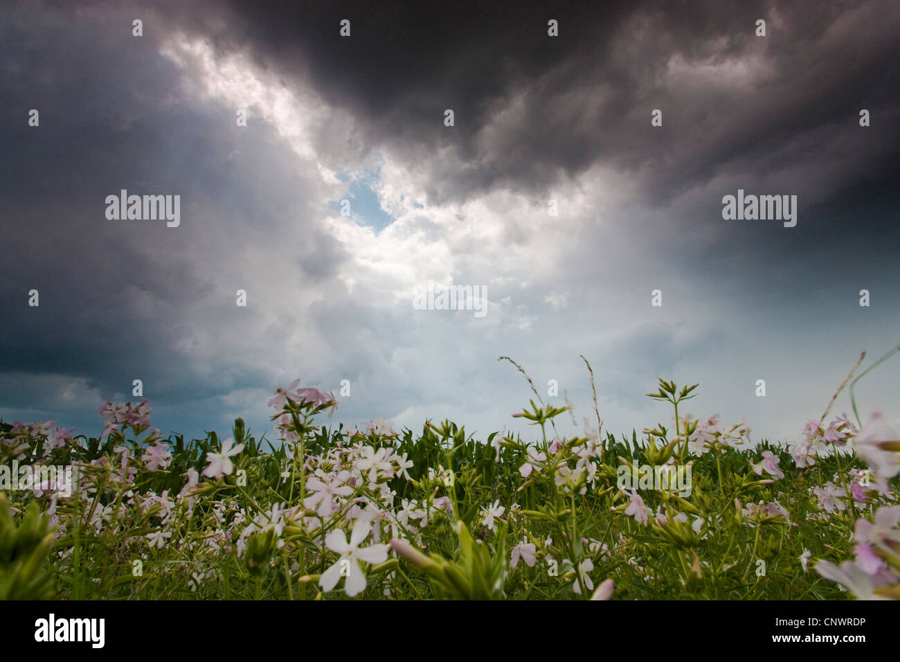 Bouncingbet, Prellen-Bet, Seifenkraut (Saponaria Officinalis), blühen am Wegesrand in Kulturlandschaft mit steigenden Thounderclouds, Deutschland, Brandenburg, Vogtlaendische Schweiz Stockfoto