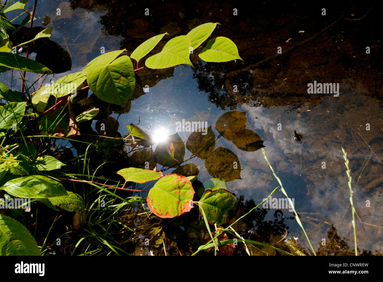 Japanischer Staudenknöterich (Fallopia Japonica, Reynoutria Japonica), verlässt Reflexion im Wasser, Deutschland, Mecklenburg-Vorpommern Stockfoto