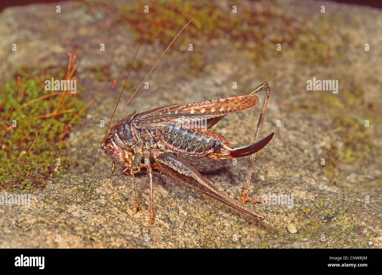 westliche Bushcricket (Platycleis Albopunctata, Platycleis