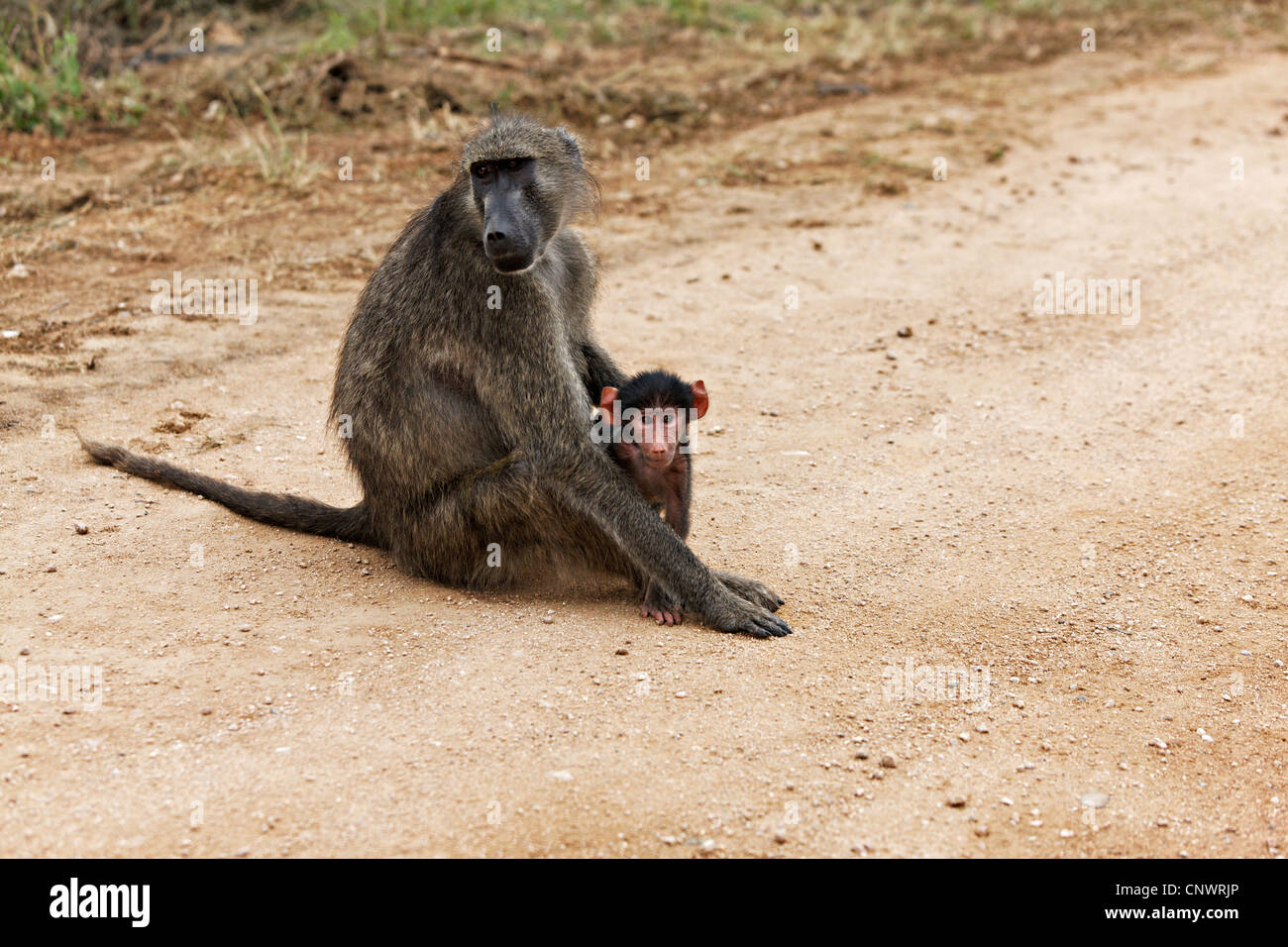 Pavian mit jungen (Papio Ursinus) am Straßenrand, Krüger Nationalpark, Südafrika Stockfoto