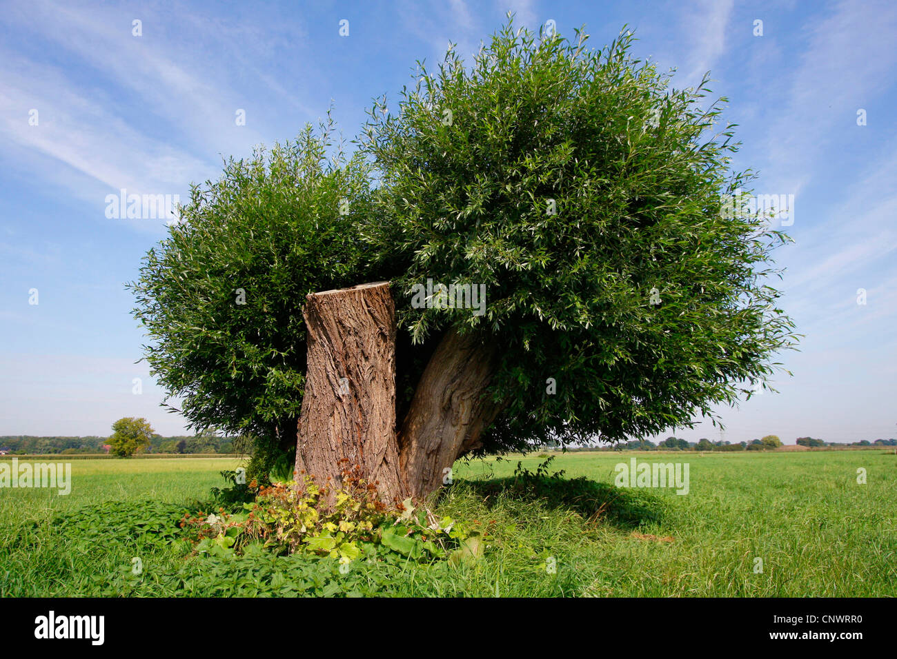 Silberweide (Salix Alba), alte verfing Weide, gerade geschnitten, Deutschland Stockfoto