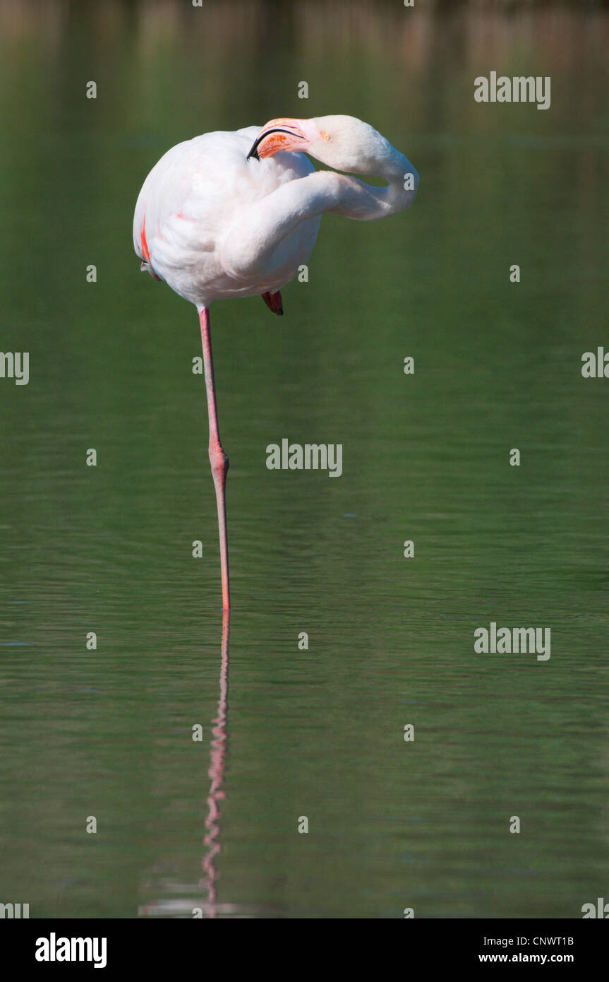 Rosaflamingo (Phoenicopterus Roseus, Phoenicopterus Ruber Roseus), stehen auf einem Bein, Gefieder Pflege, Frankreich, Camargue Stockfoto