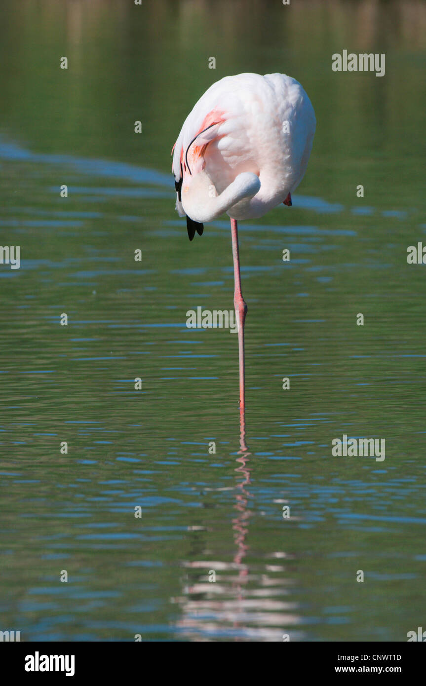 Rosaflamingo (Phoenicopterus Roseus, Phoenicopterus Ruber Roseus), stehen auf einem Bein, Gefieder Pflege, Frankreich, Camargue Stockfoto