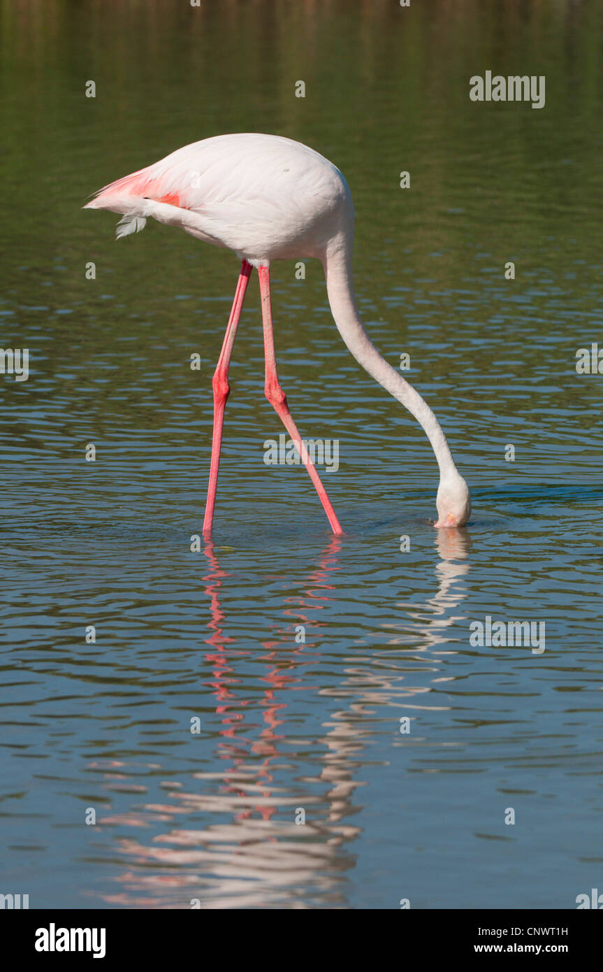 Rosaflamingo (Phoenicopterus Roseus, Phoenicopterus Ruber Roseus), Nahrungssuche im Wasser, Frankreich, Camargue Stockfoto